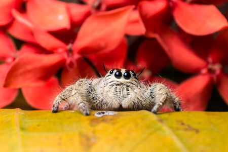 Jumping Spider Hyllus on a yellow leaf red flower background, extreme close up, Spider in Thailand