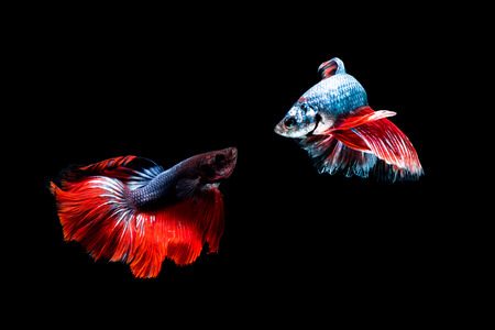 Betta fish, siamese fighting fish, betta splendens (Fullmoon betta )on black backgroundの写真素材