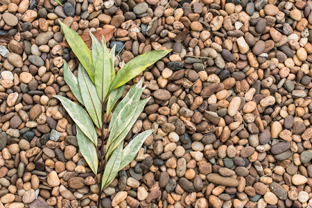 green leaf on pebble,backgroundの写真素材