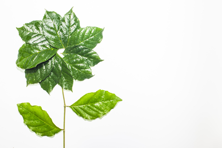 Green leafs frame with usable copy space in the middle and white background.の写真素材