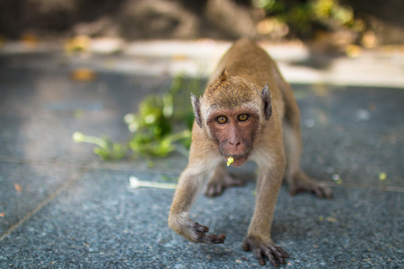 close up Monkey face fierce. monkey walking and looking.の写真素材