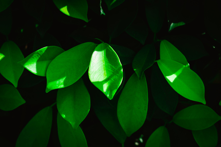 Vintage style green leaves. Creative layout made of green leaves. Nature green background with leaves.の写真素材