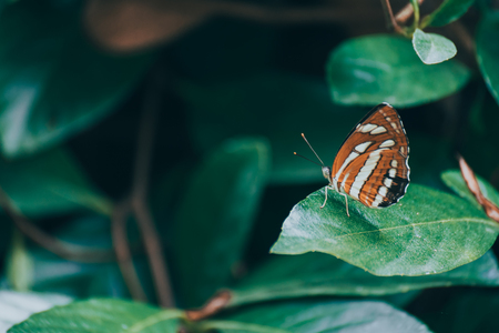 Vintage orange color butterfly sitting on green leaves, beautiful insect in the nature habitat, wildlife, with copy spaceの写真素材