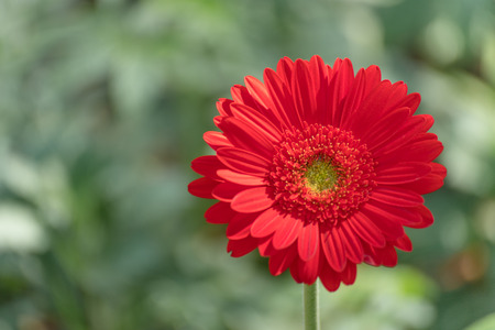 Closeup beautiful red gerbera daisy and colorful pastel flower. Red gerbera daisy on nature green garden blackground using as greeting card, display and wallpaper.の写真素材