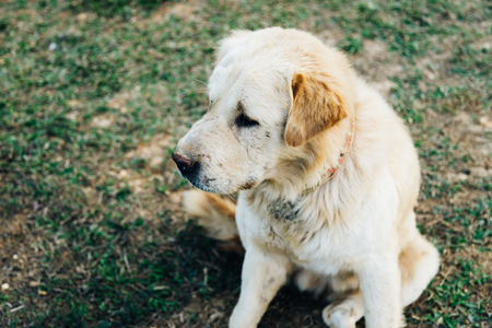 Homeless dog, Stray dog, Vagrant dog sitting outside watching staring at camera. The dog looking at...