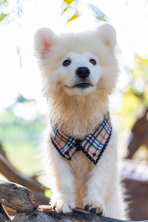 White samoyed puppy dog outdoor in park. Portrait of Samoyed standing on the grass in the park.の写真素材