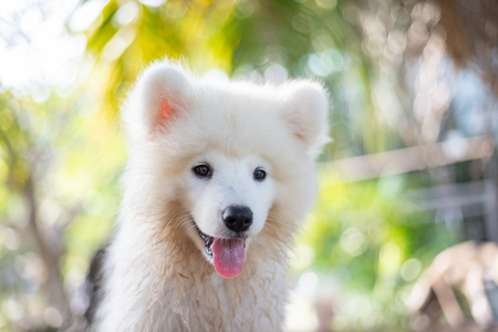 White samoyed puppy dog outdoor in park. Portrait of Samoyed standing on the grass in the park.の写真素材
