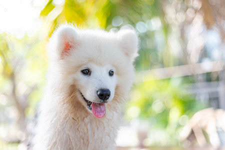 White samoyed puppy dog outdoor in park. Portrait of Samoyed standing on the grass in the park.の写真素材