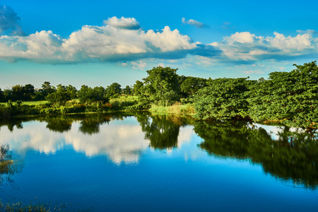 Trees and skyの写真素材