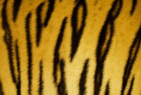 Tiger stripe
