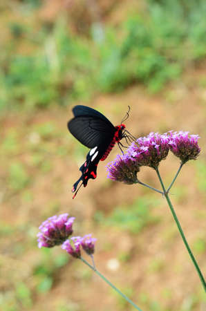 Butterflyの写真素材
