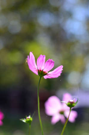 Blossom in sunny dayの写真素材