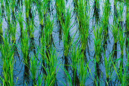 Rice fieldの写真素材