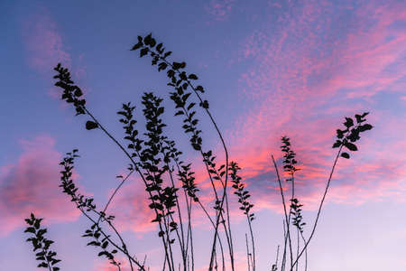 Mulberry tree silhouette with evening pastel sky backgroundの写真素材