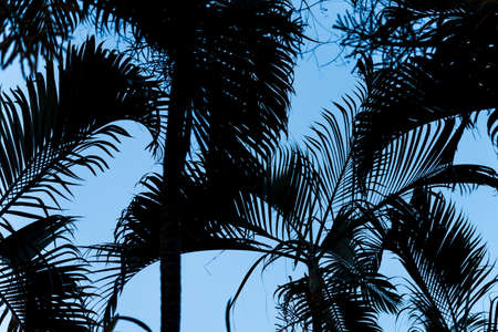 Palm leaves silhouette with blue skyの写真素材