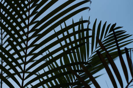 Palm leaves silhouette with blue sky backgroundの写真素材