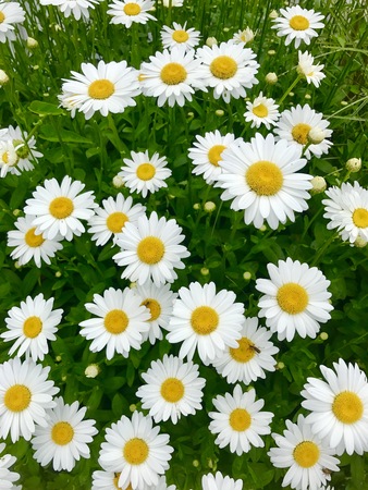 Daisy Flowers Backgroundの写真素材