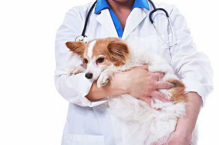 Veterinarian with Dogの写真素材