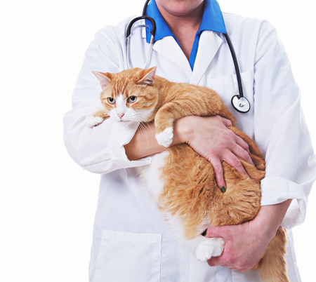 Veterinarian with a catの写真素材