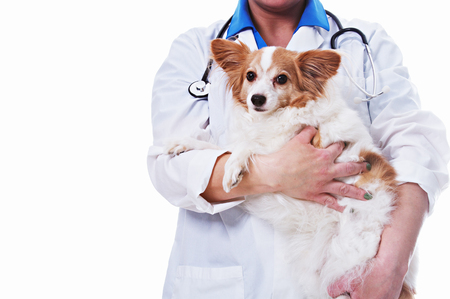 Veterinarian with a Dogの写真素材