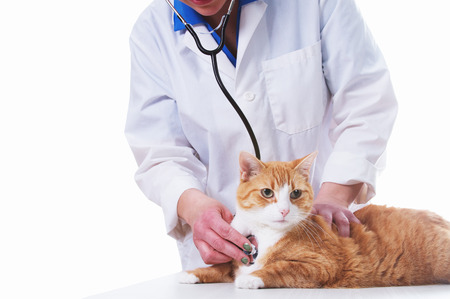 Veterinarian with a catの写真素材