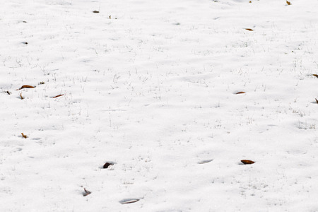 Snowy weather backgroundの写真素材