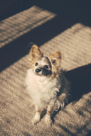 Pet dog in window lightの写真素材