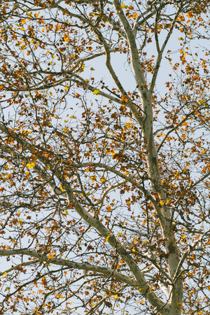 Birch Tree Backgroundの写真素材