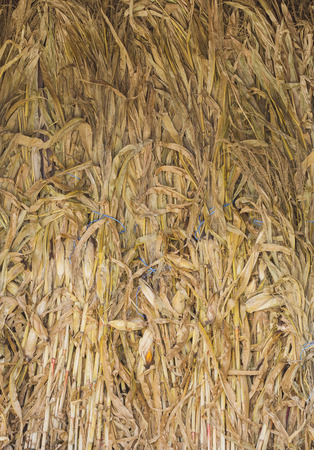 Corn Stalks backgroundの写真素材
