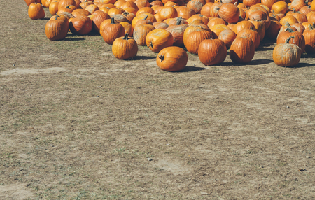 Pumpkin Farm Backgroundの写真素材