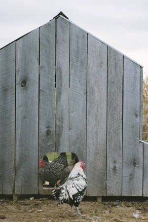 Chicken Rooster in coopの写真素材