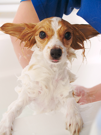 Dog Getting Bathの写真素材