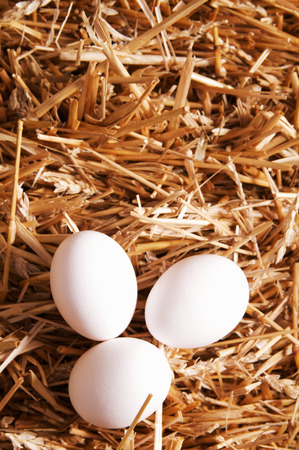 Eggs on hay backgroundの写真素材