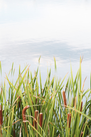 Cattail Grass Backgroundの写真素材