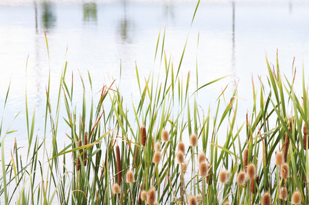 Cattail Grass Backgroundの写真素材