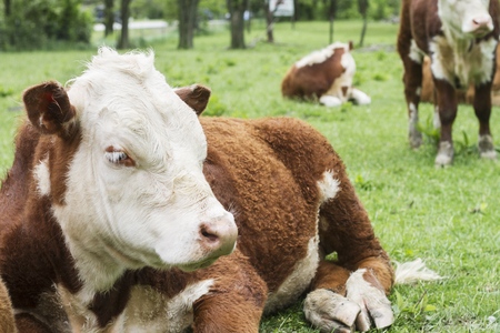 Cows on Farm Landの写真素材