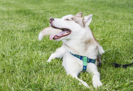 Pet Dog Huskyの写真素材