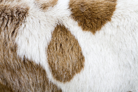 Animal Fur Backgroundの写真素材