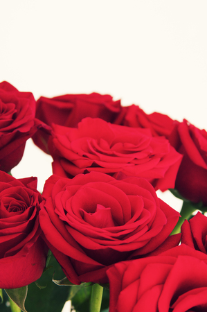 Red Roses Backgroundの写真素材