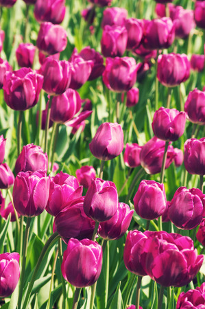 Tulip Flowers Backgroundの写真素材