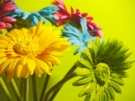 Colorful Flower Bouquetの写真素材
