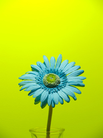 Colorful single flowerの写真素材