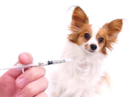 Pet Dog Vaccinationの写真素材