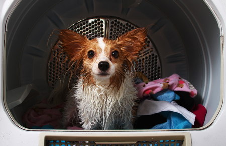 Dog in Dryer