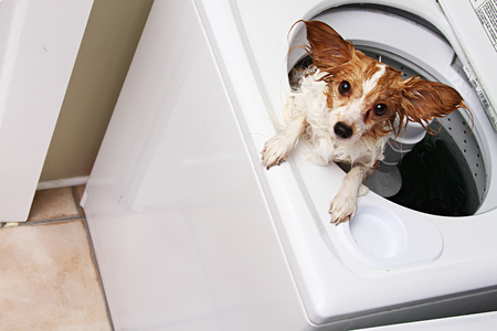 Dog in Washing Machineの写真素材