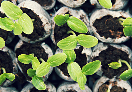 Plant Seedlings for Gardenの写真素材