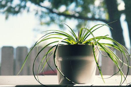 Plant pot in windowの写真素材