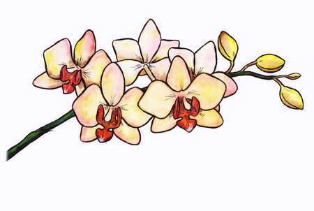 an amazing yellow orchidの写真素材