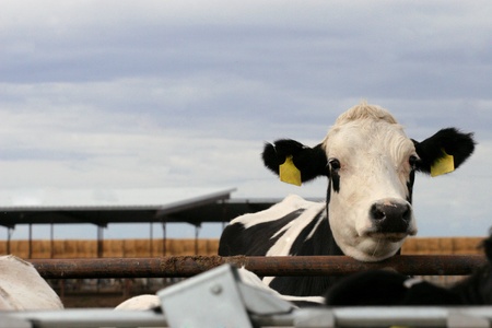 Dairy Holstein Heiferの写真素材