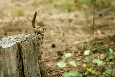 Friendly Chipmunkの写真素材